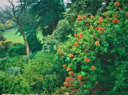 Image result for Greyia