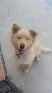 Dear friends, it's almost 6 weeks since my dog hutchi went missing in  mesogi, paphos, we believe he was stolen, he is golden retriever with husky  colour eyes, microchipped and neutered, he