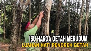 Share to twitter share to facebook share to pinterest. Penoreh Getah In English Algondola