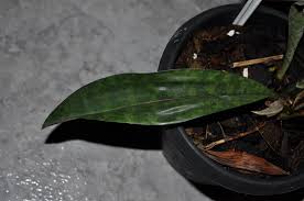 Image result for Oeceoclades maculata