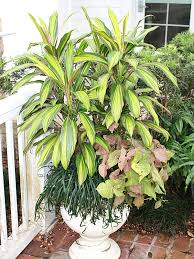Kiwifruit grows well in almost all areas of hawai'i, but does best at the higher elevation, over 2,000 feet. Kiwi Hawaiian Ti Plant Cordyline Urban Tropicals