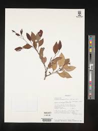 Image result for Xylopia lukei