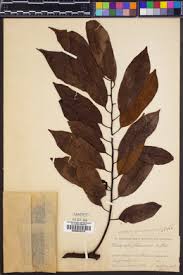 Image result for Cleistochlamys kirkii