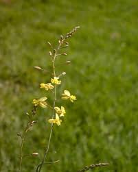 Image result for Bulbine favosa