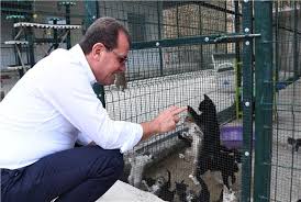 Mersin De Alti Ayda 723 Kedi Ve 1583 Kopegin Tedavisi Yapildi Mersin Haber