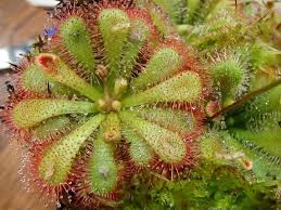 Image result for Drosera dielsiana