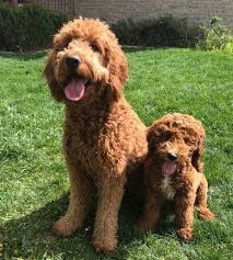 Temperament just like their parent the cavalier king charles spanie l, they will be a very affectionate dog that loves to be with its family, but like the poodle will require more mental stimulation. Black Goldendoodle Haircut Styles Hairstyles Ideas Whiter Than The Whitest