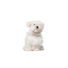 Check spelling or type a new query. Shih Poo Puppies Petland St Louis Missouri