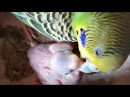 How To Care For A Baby Budgie Tips And Ideas Youtube