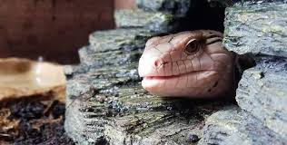 Buy a blue tongue skink sticker premium 7 yr water/fade proof vinyl pet. What Can Blue Tongued Skinks Eat Exoticdirect