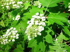 It is the flowering shrub grown for its white colour flowers in summer. 100 Native Virginia Shrubs Ideas In 2021 Shrubs Plants Native Plants