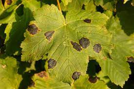 Japanese maple trees often develop brown leaves during hot summers. Maple Tar Spot Disease Learn About The Control Of Maple Tar Spot