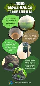 Marimo Moss Ball Care Guide How To Take Care What Are The Benefits Marimo Moss Moss Balls Marimo Moss Ball