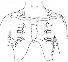 12 photos of the anatomy of the chest area. Physical Assessment