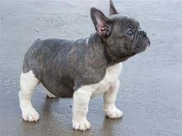 Fransiz Bulldog Kopegi Cute Animals Bulldog Bulldog Puppies
