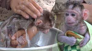 Watch as an adorable baby monkey stays calm and content as his caregiver scrubs him down at bath time. Baby Monkey Bath Baby Santa Feels Excited When She Has A Bath Youtube