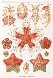 فيلم starfish مترجم اون لاين. Ù†Ø¬Ù… Ø§Ù„Ø¨Ø­Ø± ÙˆÙŠÙƒÙŠØ¨ÙŠØ¯ÙŠØ§