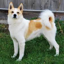 Х norrbottenspets (nordic spitz, norrbottenspitz, pohjanpystykorva. Norrbottenspets Dogs And Breeders In Canada Canadogs