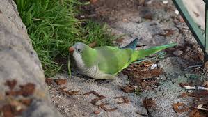 Email these are all very sweet and would make a wonderful pet for kids or a family member this season. Escaped Pet Parrots Are Now Naturalized In 23 U S States Uchicago Medicine