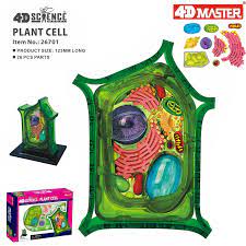 3ds max + c4d ma 3ds fbx obj. 4d Plant Cell Intelligence Assembling Toy Human Organ Anatomy Model Medical Teaching Diy Popular Science Appliances Medical Science Aliexpress
