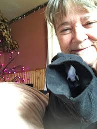 Cute cat gets stuck in hoodie sleeve