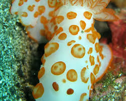 Image result for Gymnosporia gracilipes