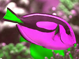 Pink Green Flag Tail Surgeonfish Beautiful Sea Creatures Ocean Creatures Saltwater Aquarium Fish