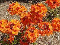 Azalée de chine rouge orangée. Azalea Mollis Hybride Orange Azalee Caduque Arbuste