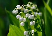 Muguet - a May Day Tradition Dating Back to 1561 - FrenchEntrée