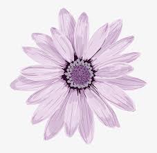 Rotate this 3d object and download from any angle. Flower Spring Fresh Stock Images Page Everypixel Light Purple Flower Png Png Image Transparent Png Free Download On Seekpng