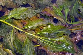 Image result for Potamogeton