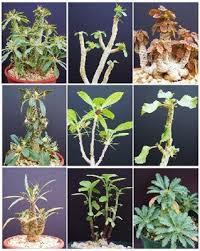 Image result for Dorstenia dinklagei