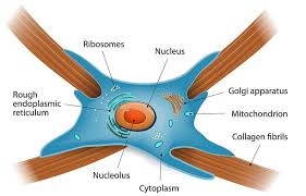 The types of connective tissue include cartilage, bone, collagen fibers, reticular fibers, elastic fibers, blood, hemopoietic/lymphatic, adipose tissue, bone marrow, and lymphoid tissue. Connective Tissue The Definitive Guide Biology Dictionary