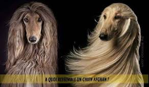 A Quoi Ressemble Un Chien Afghan Chien Chien De Chasse Animaux Domestiques