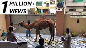 Qurbani 2017 eid ul adha bakra eid in pakistan ( heart touching ). Camel Qurbani Part 2 2018 Eid E Qurban Youtube