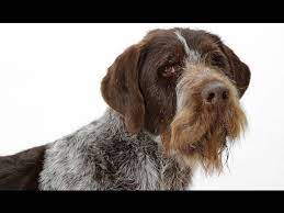 We did not find results for: German Wirehaired Pointer Youtube