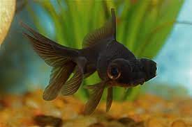 Pin On Goldfish Are Awesome