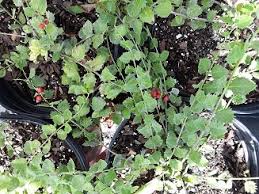 Image result for Crossopetalum