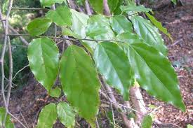 Image result for Flacourtia