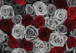 Check spelling or type a new query. Red Roses Black And White Photo Wallpaper Mural 3100ve