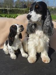 Les Cockers De Montravel Chiots A Vendre Chiots Epagneul Chiot Bebe Cocker