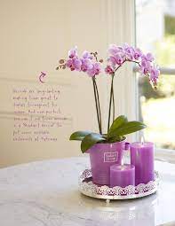 Maybe you would like to learn more about one of these? 7 Debi Lilly Ideas Lillies Flower Arrangements Zen Tea
