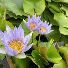 Image result for Nymphaea nouchali
