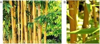 Image result for Bambusa vulgaris