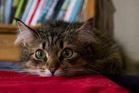 5 Things To Know About Siberian Cats