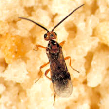 Image result for Cyperus breviradius