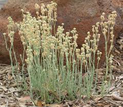 Image result for Pseudognaphalium luteo-album