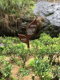 nanping wuyishan 南平武夷山