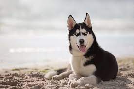 Husky Lab Mix Warum Huskadors Besser Sind Als Labs Perfekte Hunderassen Rassen