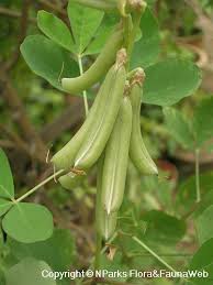 Image result for Crotalaria polysperma